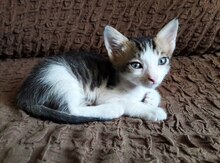 Кошка в добрые руки