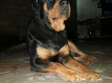 Rotveyler (cütləşmək üçün)