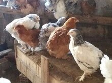Brama toyuqları və cücələri