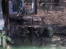 Qırqovul