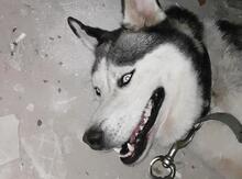 Haski