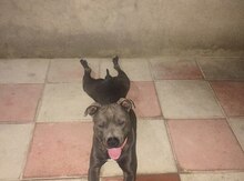 Pitbul