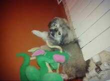 Pekines