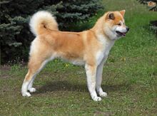 Akita (cütləşdirmək üçün)
