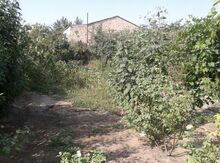 4 sot torpaq sahəsi, Saray qəs.