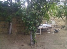 1 sot torpaq sahəsi, Ağ şəhər