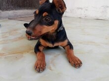 Toyterrier