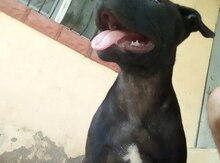 Pitbul