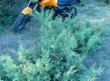 Zontes sport, 2015 il