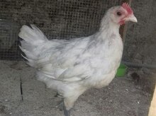 Avstrolorp cücələri