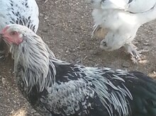 Brama və sumatra tyuqları