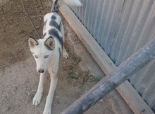 Haski