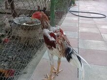 Heyratı