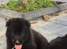 Alman ovçarkası balaları
