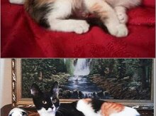 Отдам котят в добрые руки