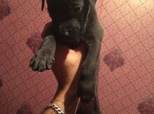 Pitbul balaları