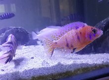 "Multicolor" balığı