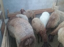 Qoyun və Quzular