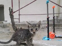 Kотят в добрые руки