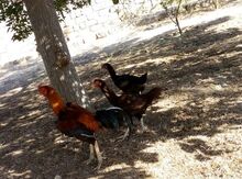 Heyrati və sumatra yumurtaları