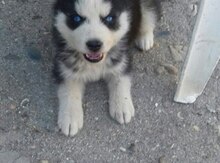 Sibir Xaskisi