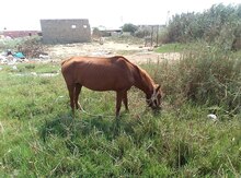 At dişi