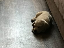 Labrador