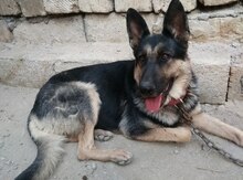 Ovçarka