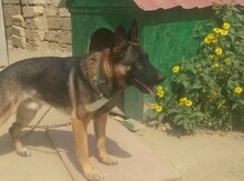 Alman ovçarkası