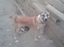 Alabay