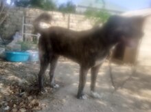 Çoban iti (cütləşdirmək üçün)