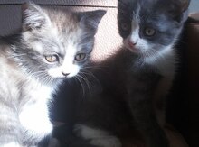 Котята