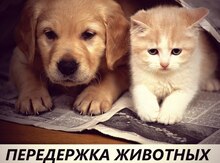 Передержка кошек и собак до 10 кг веса