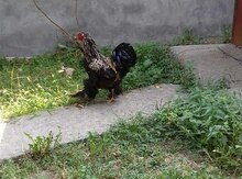 Brama xoruz