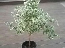 Fikus "Benjamin"