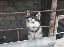 Haski