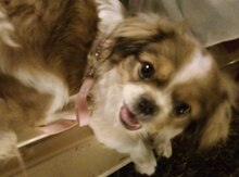 Pekines