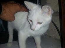 Türk anqoru