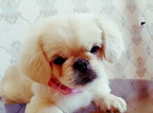Karlik pekines