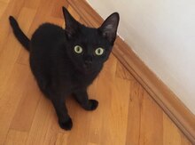 Отдам в добрые руки кошку