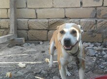 Pitbul