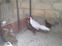 Gümüşü qırqovul