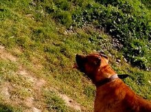 Pitbul