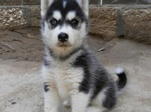 Haski