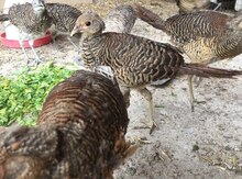 Qırqovul