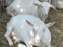 Saanen keçiləri