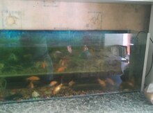 Akvarium və balıqlar