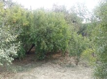 Həyət evi, Suraxanı r.