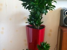"Dracena Kompakta" bitkisi