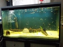 Akvarium